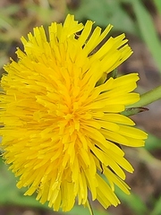 Taraxacum officinale