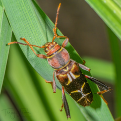 Neoclytus mucronatus