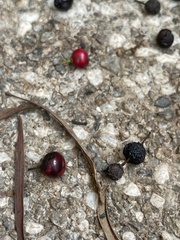 Ilex rotunda microcarpa
