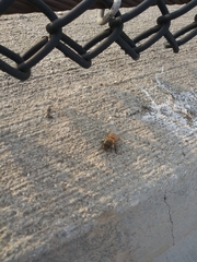 Apis mellifera