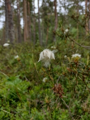 Eriophorum vaginatum