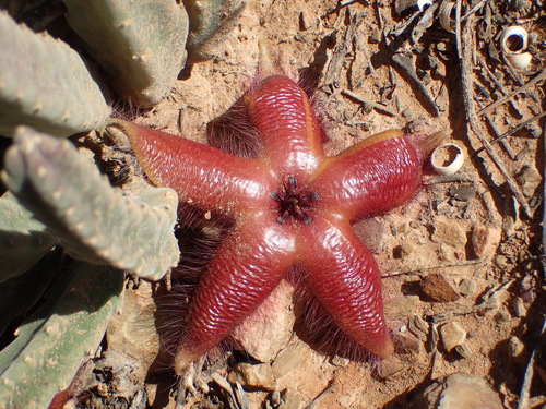 Image of Stapelia hirsuta by (c) Nicola van Berkel, some rights reserved (CC BY-SA)