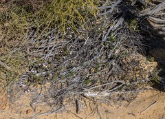 Hemigenia pedunculata