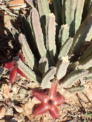 Image of Carrion-Flower (Stapelia hirsuta) by (c) Nicola van Berkel, some rights reserved (CC BY-SA)