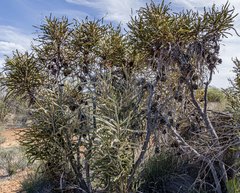 Banksia elderiana