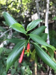 Lisianthius axillaris