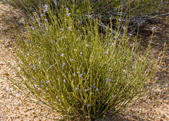 Comesperma virgatum