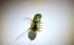 Hedriodiscus trivittatus