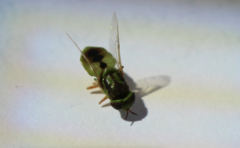 Hedriodiscus trivittatus