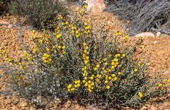 Acacia inaequiloba