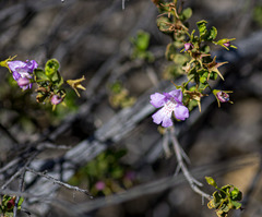Hemigenia pedunculata