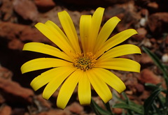 Arctotis lanceolata