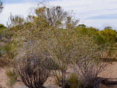 Acacia anfractuosa