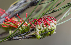Grevillea cagiana