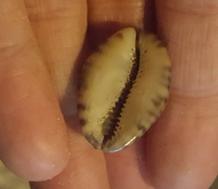 Pseudozonaria arabicula