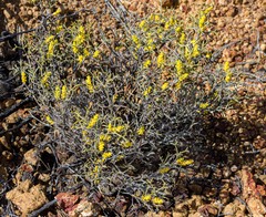 Synaphea divaricata