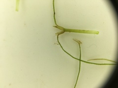 Najas graminea