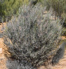Isopogon scabriusculus stenophyllus