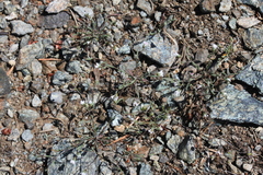 Hesperolinon micranthum