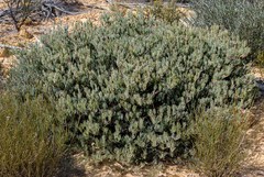 Adenanthos argyreus