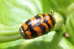 Cryptocephalus trifasciatus