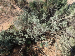Pentzia dentata