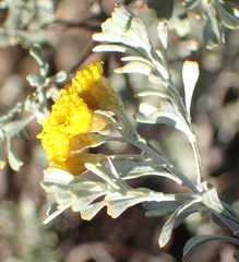 Pentzia dentata