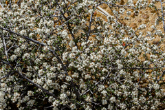 Cryptandra myriantha