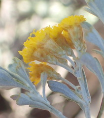 Pentzia dentata
