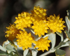 Pentzia dentata