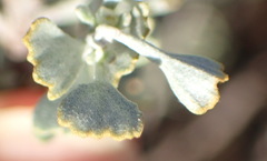 Pentzia dentata