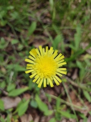 Pilosella officinarum