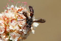 Cylindromyia intermedia