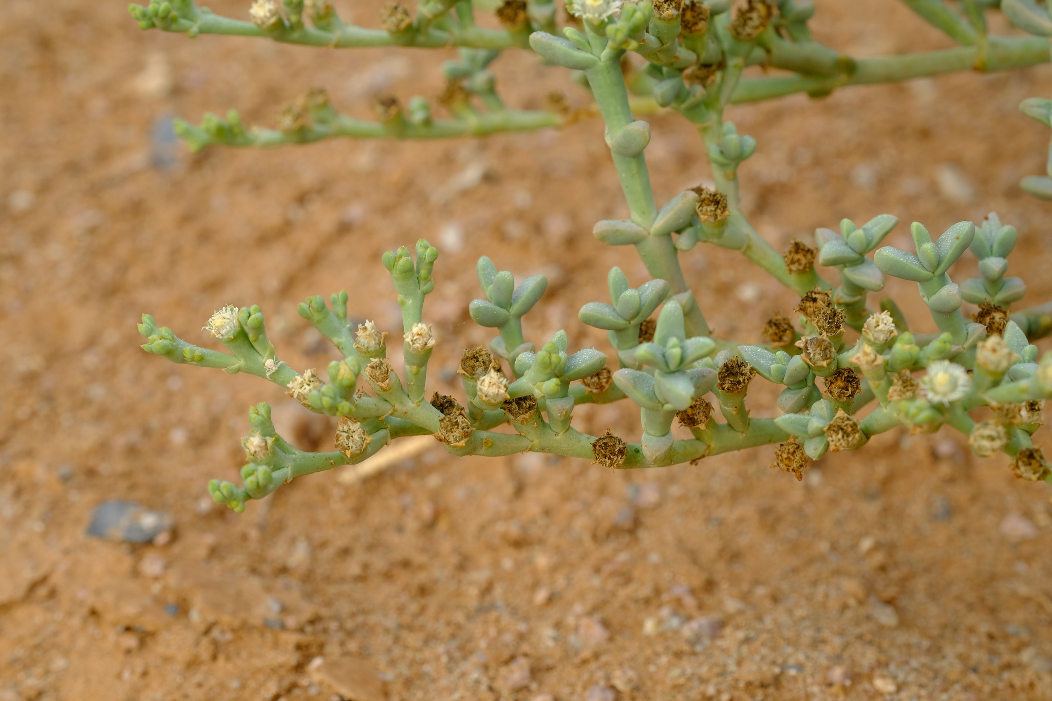 Mesembryanthemum subnodosum A.Berger