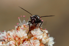 Cylindromyia intermedia