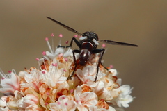 Cylindromyia intermedia