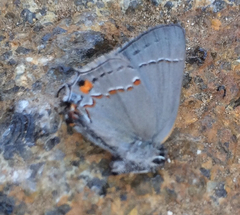 Strymon melinus pudica