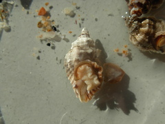 Ocenebra erinaceus