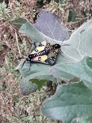 Chrysocale principalis