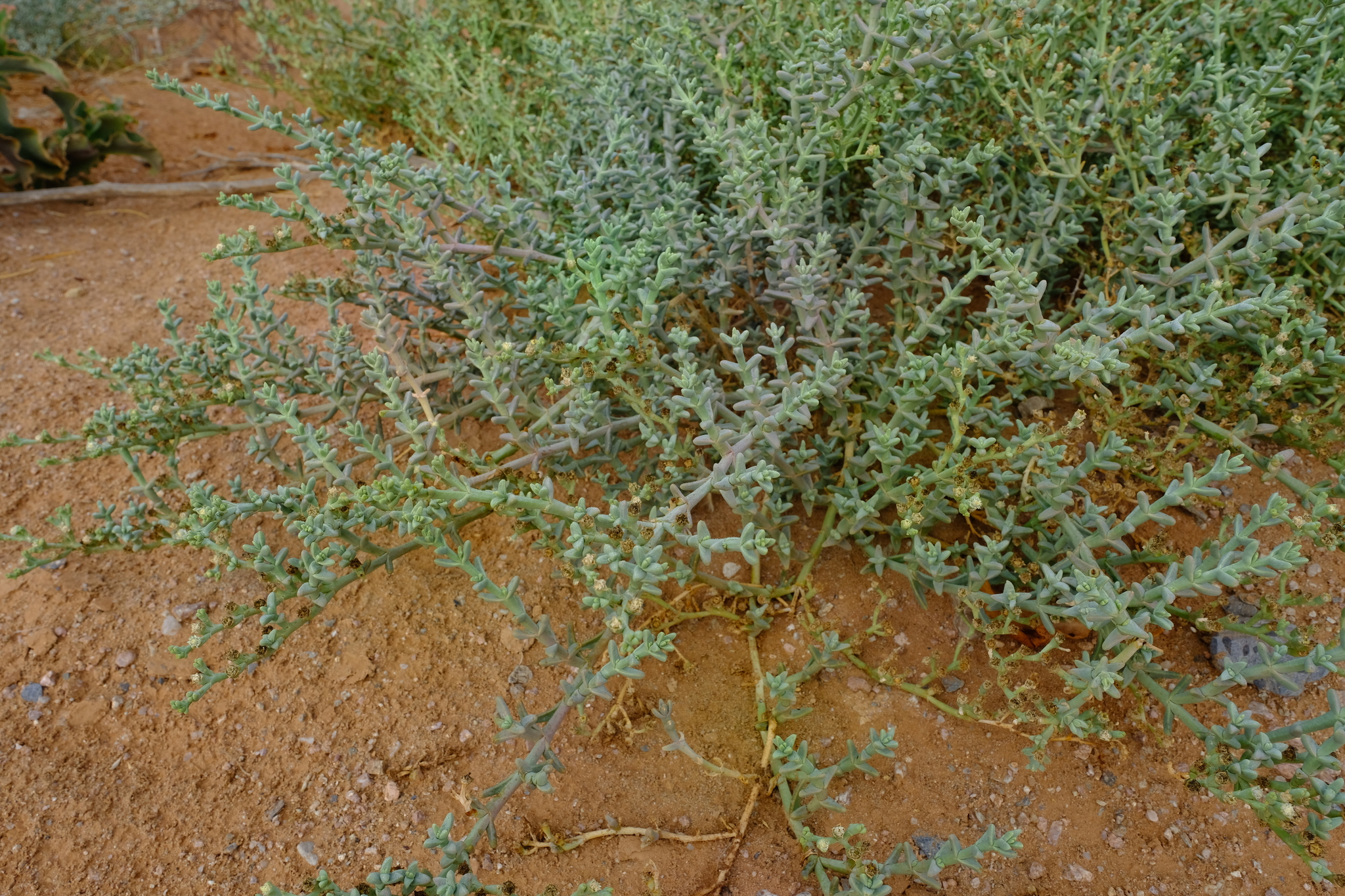 Mesembryanthemum subnodosum A.Berger 2