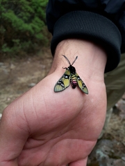 Chrysocale principalis