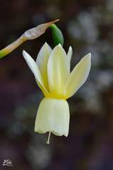 Narcissus triandrus pallidulus