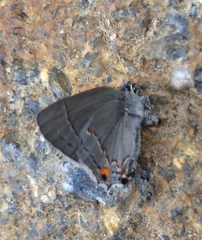 Strymon melinus pudica