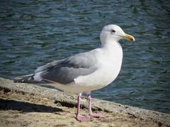 Larus glaucescens
