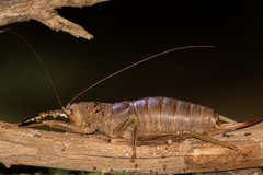Nesoecia nigrispina
