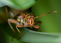 Neoclytus mucronatus