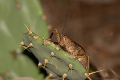 Nesoecia nigrispina
