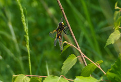 Libellula quadrimaculata