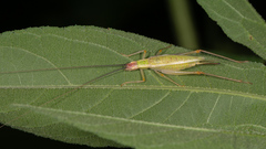 Oecanthus