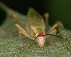 Oecanthus